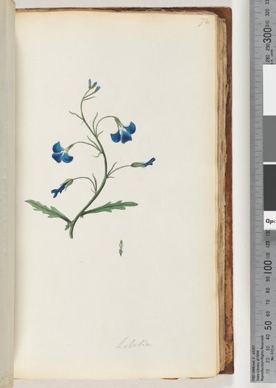 Sida 72. Lobelia av Unknown artist