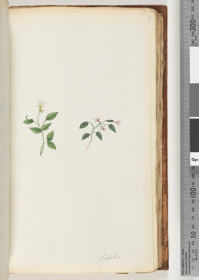 Sida 73. Lobelia av Unknown artist