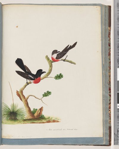 Sida 73. Scarlet Robins av Unknown artist