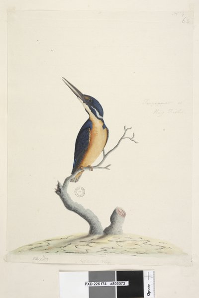 Sida 74. Ter,re,a,mar eller King Fisher. nere till vänster i annan hand Alcedo. i nedre mitten i tredje hand Naturlig storlek Azure Kingfisher Alyone azurea, 1791-92 av Unknown artist