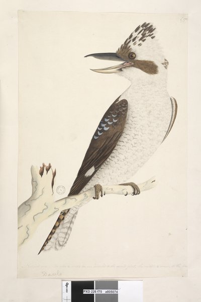 Sida 75. Dacelo. längs nederkant i olika hand Naturlig storlek. Ytter- och mellantån är anslutna till andra leden, mitten och inre till den första. Laughing Jackass Dacelo gigas, 1791-92 av Unknown artist