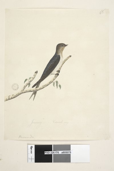 Sida 76. Hirundo. i nedre mitten i annan hand Januari Naturlig storlek Welcome Swallow Hirundo neoxena, 1791-92 av Unknown artist