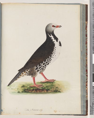 Sida 76. Oidentifierad fågel av Unknown artist
