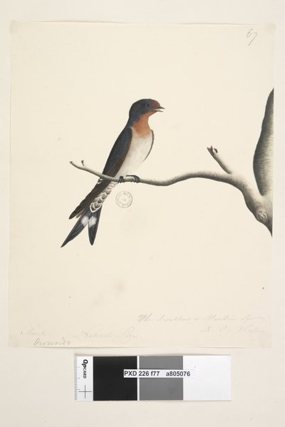Sida 77. Hirundo. ovan titel i annan hand mars. Naturlig storlek. nere till höger i tredje hand Svalan eller Martin från N.S. Wales. Välkomstsvala Hirundo neoxena, 1791-92 av Unknown artist