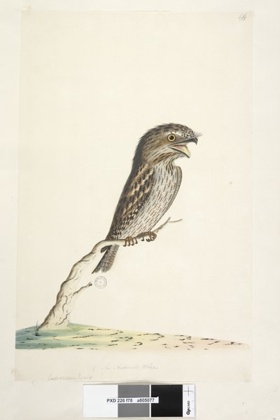 Sida 78. Caprimulgus. i nedre mitten i annan hand 1/2 den naturliga storleken Tawny Frogmouth Podargus strigoides, 1791-92 av Unknown artist