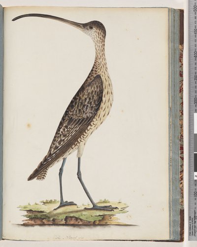 Sida 78. Östra curlew av Unknown artist