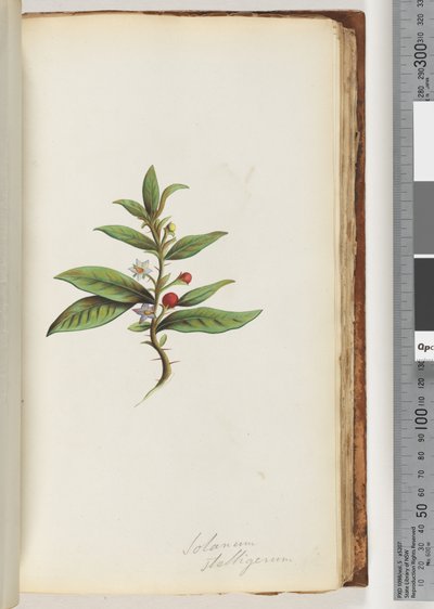Sida 78a. Solanum stelligerum / Star Nightshade av Unknown artist