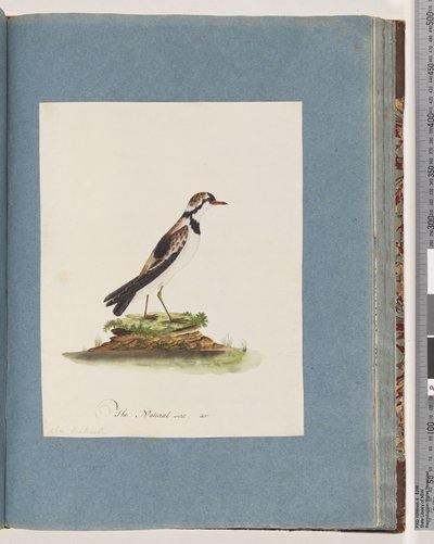 Sida 79. Svartfräsad Dotterel. Charadrius Hiaticula av Unknown artist