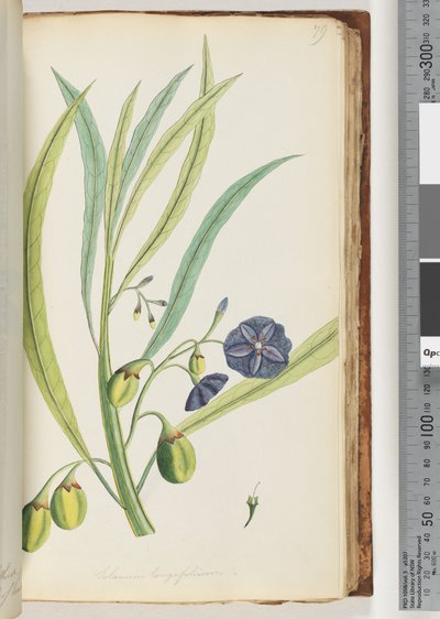 Sida 79. Solanum longifolium av Unknown artist