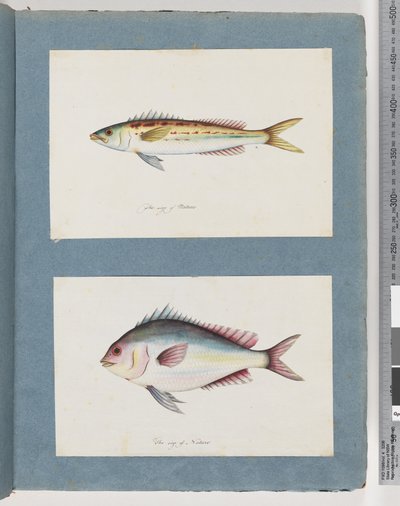 Sida 7. Oidentifierad fisk. 8. Oidentifierad fisk av Unknown artist