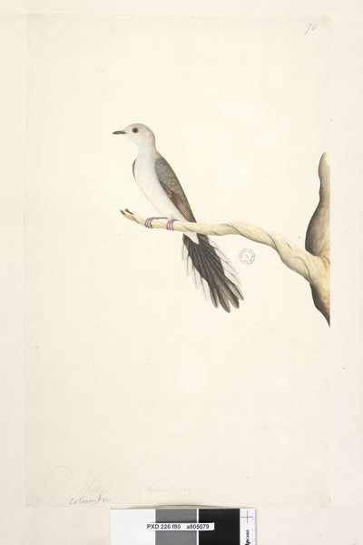 Sida 80. Columba. ovan titel i annan hand maj. Naturlig storlek Diamond Dove Geopelia cuneata, 1791-92 av Unknown artist