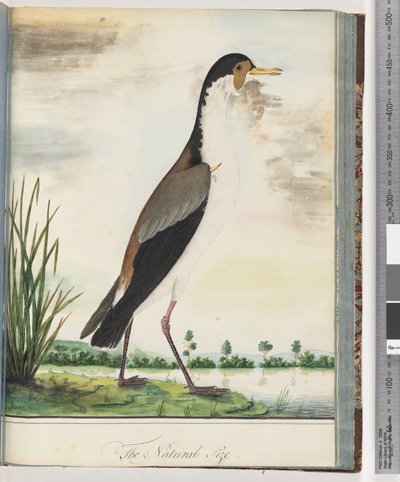 Sida 80. Maskvipa eller sporre, bevingad Plover av Unknown artist
