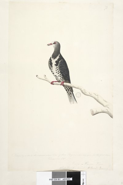 Sida 81. Wunga, Wungee Pigeon. Ritad i skala 1/2 naturlig storlek. Två av dessa Pidgeons sågs nu för första gången december 1791... liknande... Wonga Pigeon Leucosarcia melanoleuca, 1791-92 av Unknown artist