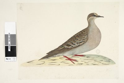 Sida 82. Bronsvinge. i nedre mitten i annan hand Naturlig storlek Vanlig bronsduva Phaps chalcoptera, 1791-92 av Unknown artist