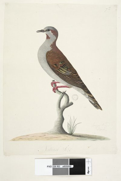 Sida 83. Bronsvingad duva. i nedre mitten i annan hand Naturlig storlek Borste Bronzewing Pigeon Phaps elegans, 1791-92 av Unknown artist