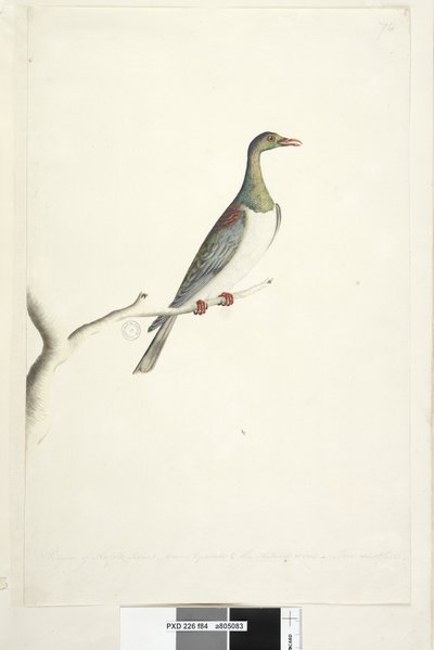 Sida 84. Pidgeon of Norfolk Island ritad i skala 1/2 av naturlig storlek. Iris tvivlande Norfolk Island Pigeon Hemiphaga novaeseelandiae spadicea, 1791-92 av Unknown artist