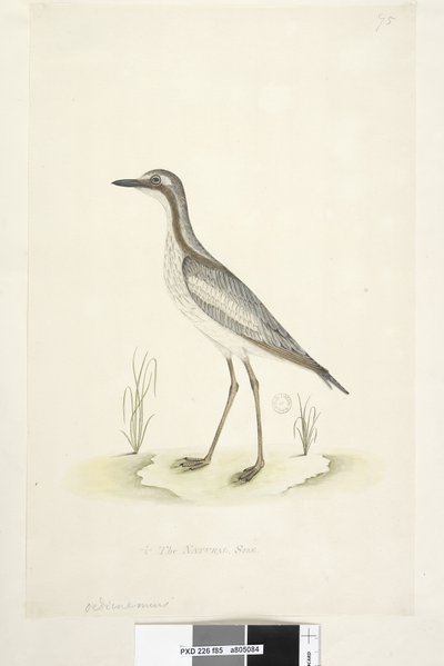 Sida 85. Oedicnemus. i nedre mitten i annan hand 1/2 den naturliga storleken Southern Stone, Curlew Burhinus magnirostris, 1791-92 av Unknown artist