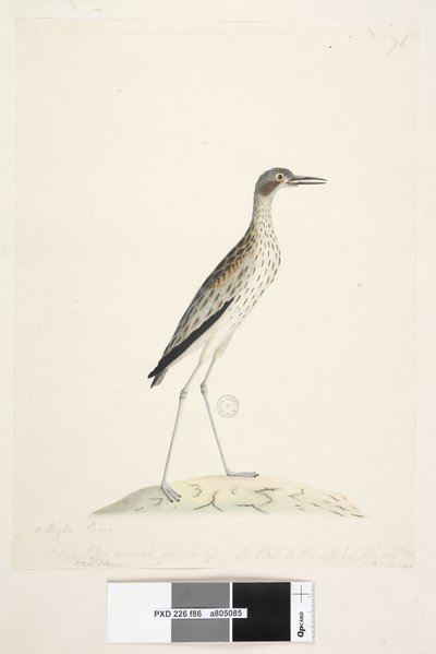 Sida 86. En nattfågel. Oedicnemus. längs nedre kant i annan hand Denna fågel mätt från spetsen av näbben till ytterkanten. av midl. tå 30 tum Southern Stone, Curlew Burhinus magnirostris, 1791-92 av Unknown artist