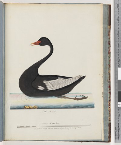 Sida 86. Black Swan. Honan anas atrata av Unknown artist