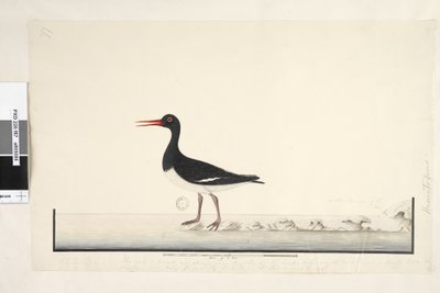 Sida 87. Hematopus. nere till höger i annan hand september. längs nedre kanten i tredje hand Hanen och honan ses alltid tillsammans på klipporna och lågpunkterna men har helt lämnat hamnen från att bli ofta störd, irisen är mycket ljus. av Unknown artist