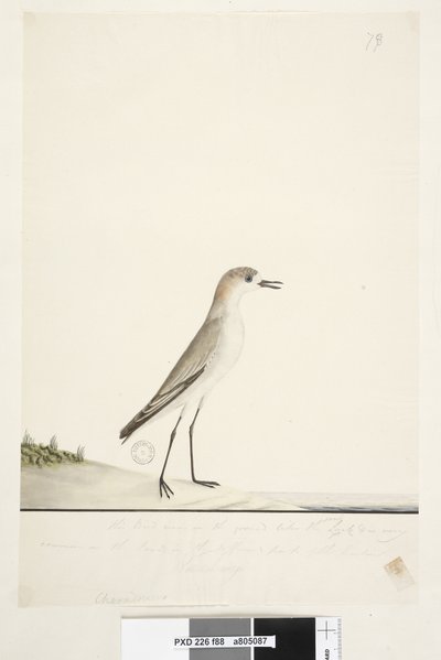 Sida 88. Charadrius. under ramlinjen i annan hand. Den här fågeln springer på marken som sandlärkan och är mycket vanlig på sanden i hamnens olika delar. under denna i tredje hand Naturlig storlek Röd, kappad Dotterel Charadrius alexandrinu av Unknown artist