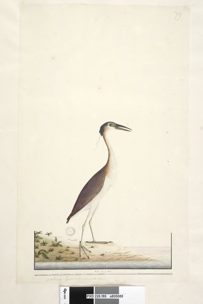 Sida 89. Ardea ..?.. Nankeen Night, Heron Nycticorax caledonicus, 1791-92 av Unknown artist