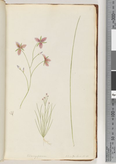 Sida 8. Chlamysporum Sal. i Par Lond. Nr 35 av Unknown artist
