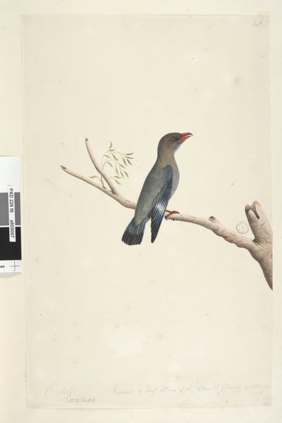 Sida 8. Coraciae. längs nedre kanten i olika hand oktober. Minskad till hälften så stor som fågeln togs teckningen från Dollar, Bird Eurystomus orientalis, 1791-92 av Unknown artist