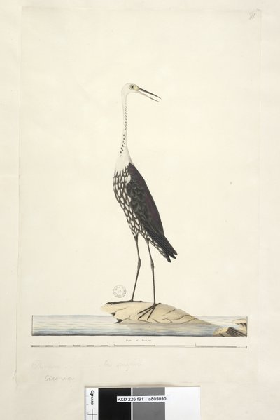 Sida 91. Ciconia. ovan titel i annan hand December, iris tvivelaktig Vit, Halshäger Ardea pacifica Notophoyx pacifica, 1791-92 av Unknown artist
