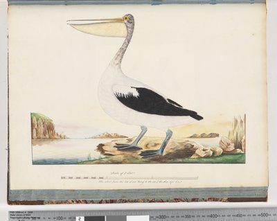 Sida 92. Australian Pelican av Unknown artist