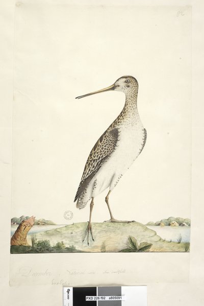 Sida 92. Scolopax. ovan titel i annan hand december. Naturlig storlek, iris tveksam japansk snipa Gallinago hardwickii, 1791-92 av Unknown artist