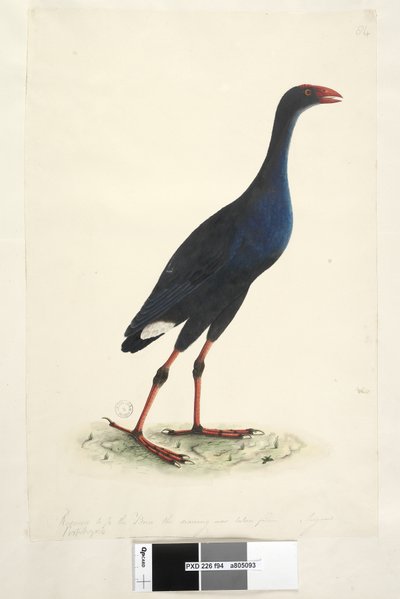 Sida 94. Porphyrio. längs nedre kant i annan hand Minskad till 1/2 av fågeln som teckningen togs ifrån. Augusti östra träskhöna Porphyrio porphyrio Porphyrio melanotus, 1791-92 av Unknown artist