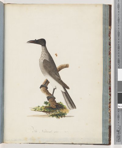 Sida 95. Noisy Friarbird. Honeyeater med knoppfront av Unknown artist