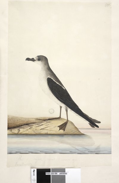Sida 96. Bird of Norfolk Island av Unknown artist