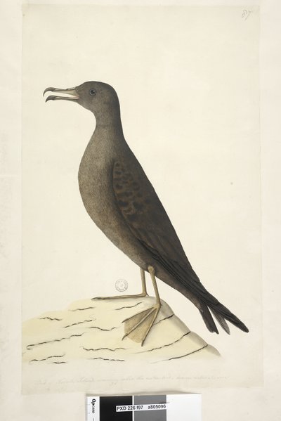 Sida 97. Bird of Norfolk Island vanligen kallad fårköttsfågel, ritad kil i naturlig storlek, Tailed Shearwater Puffinus Pacificus, 1791-92 av Unknown artist