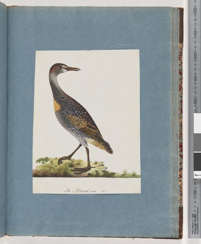 Sida 99. Buff-banded Rail av Unknown artist