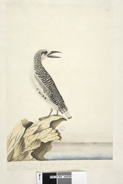 Sida 99. Phaeton. i annan hand En ung tropisk fågel 1/2 av naturlig storlek Red, Tailed Tropicbird Phaethon rubricauda, 1791-92 av Unknown artist