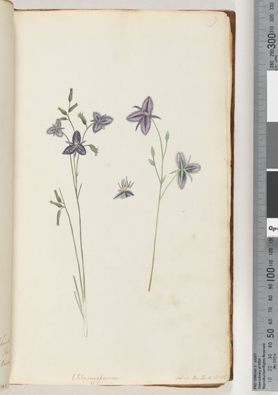 Sida 9. Chlamysporum Sal. i Par Lond. Nr 35 av Unknown artist