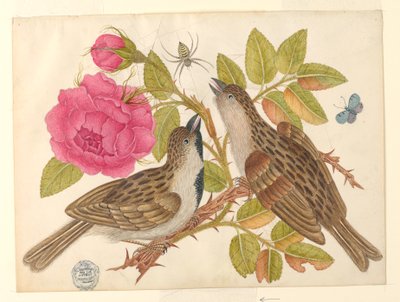 Ett par bruna fåglar på rosenstam med fjäril och spindel av Unknown artist