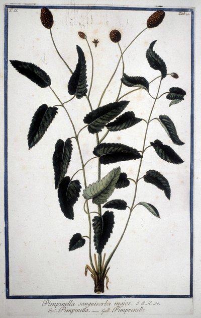 Pimprenelle: Pimpinella Sanguisorba major. av Unknown artist