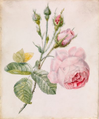 Rosa ros och gul fjäril av Unknown artist