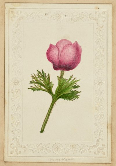 [Anteckningskort med rosa blommor] av Unknown artist