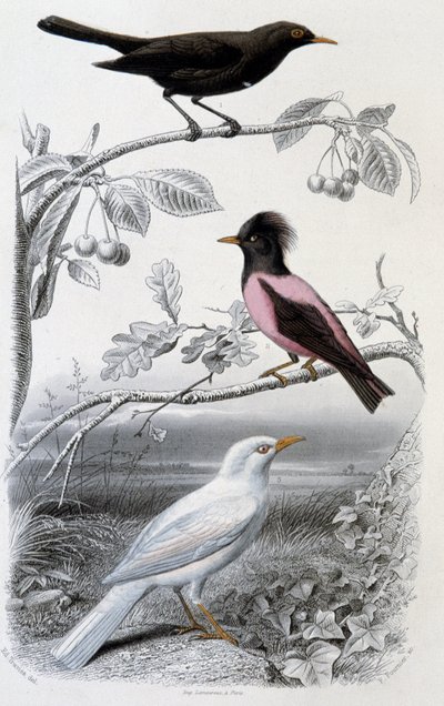 Naturhistorisk tallrik: Koltrast, vit koltrast och rosa koltrast - i ””Oeuvres de Buffon””, red. Furne Jouvet & cie, Paris av Unknown artist