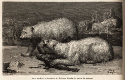 Isbjörnar på isen och slår en säl som de just fångat. Gravyr för att illustrera resan till den arktiska polens fria hav, av doktor Hayes, kirurg vid den amerikanska flottan, 1860-1862, publicerad i "Le tour du monde, nouveau journal des voyag av Unknown artist