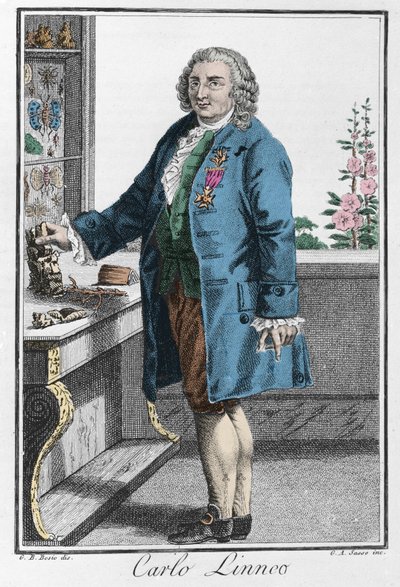 Porträtt av Charles Linne (Carl von Linne, Linneus av Unknown artist
