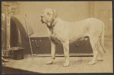 [Porträtt av en hund] av Unknown artist