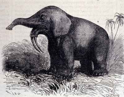 Förhistoria: representation av en Dinotherium, typ av patchyderm. av Unknown artist
