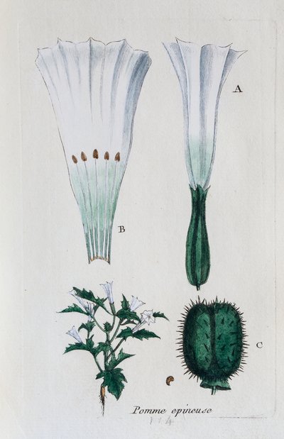 Prickigt äpple (datura, vanlig jimsonweed) av Unknown artist