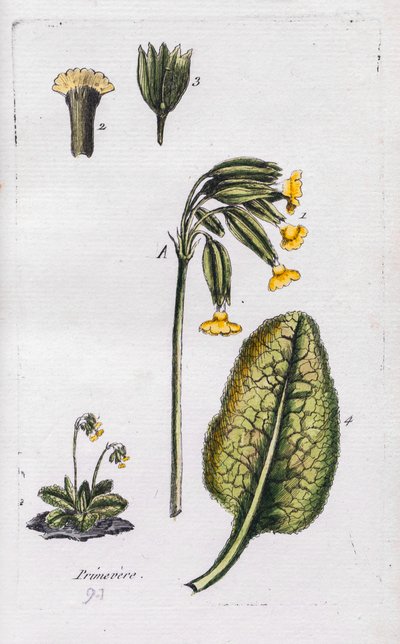 Primrose av Unknown artist