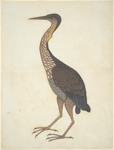 Purpurhäger (Ardea purpurea) av Unknown artist